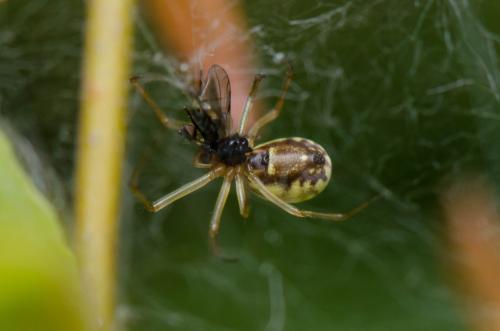 Neriene peltata